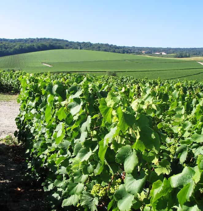 La bouillie bordelaise doit être bien dosée - Crédits DR.