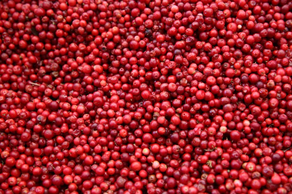 La canneberge est le nom canadien de cranberry. © Benshot, Fotolia