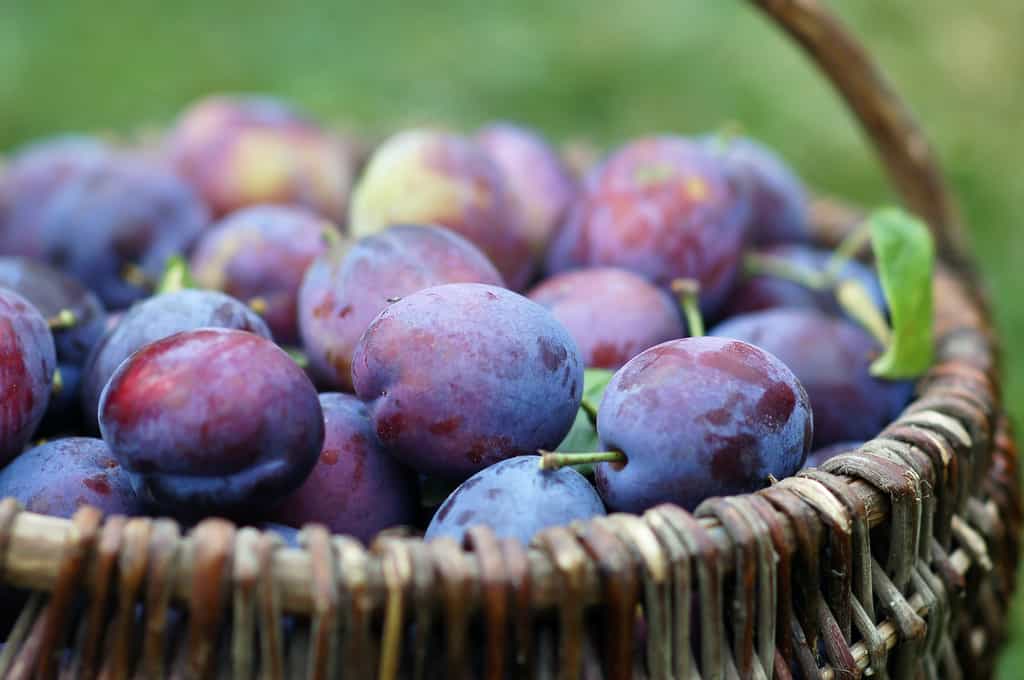 La quetsche, une prune originaire d’Alsace, à déguster nature ou en tarte. © Alkimson, Adobe Stock