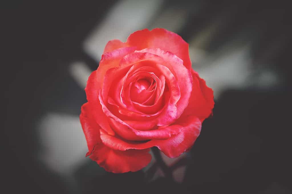 Les roses ont un lourd impact environnemental. © Aziz Acharki, Unsplash