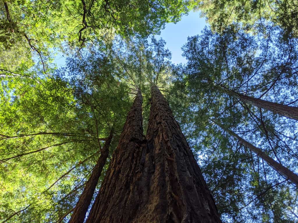 Le séquoia à feuilles d'if est le plus grand arbre vivant connu. © attilaolah, iNaturalist