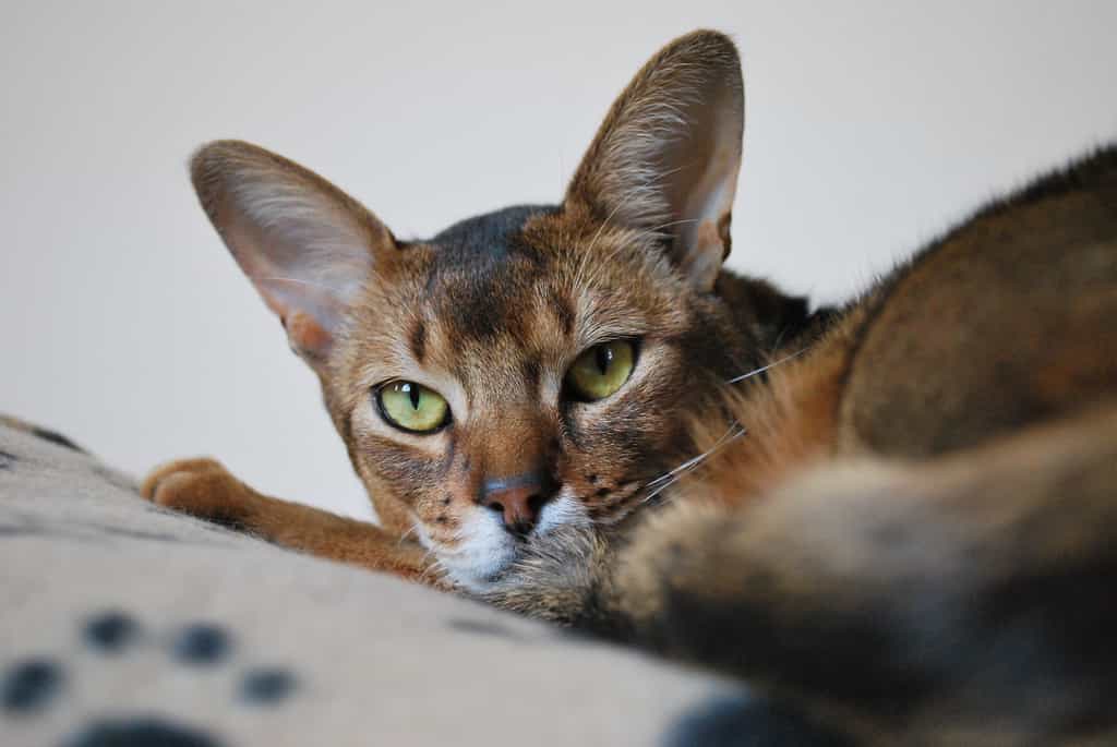 Un chat abyssin est-il hypoallergénique ? © Caroline Beaudoin, Flickr
