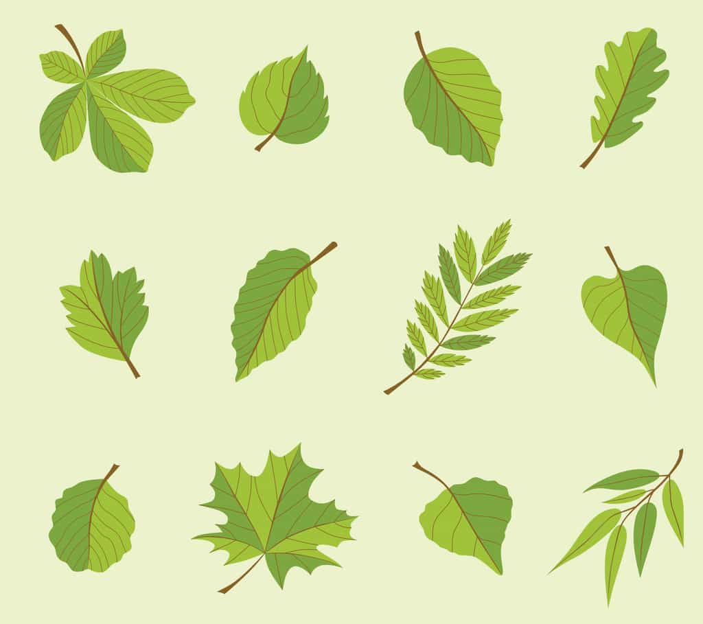 Pourquoi les feuilles des arbres ont des formes différentes ?