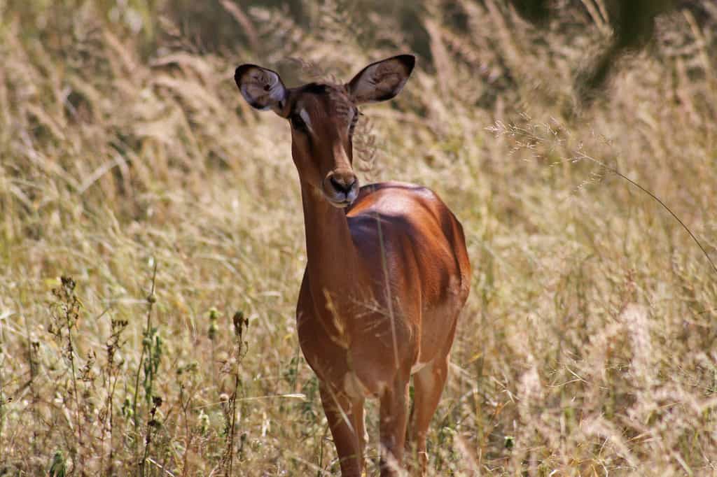 Un impala. © Ulrika, Flickr