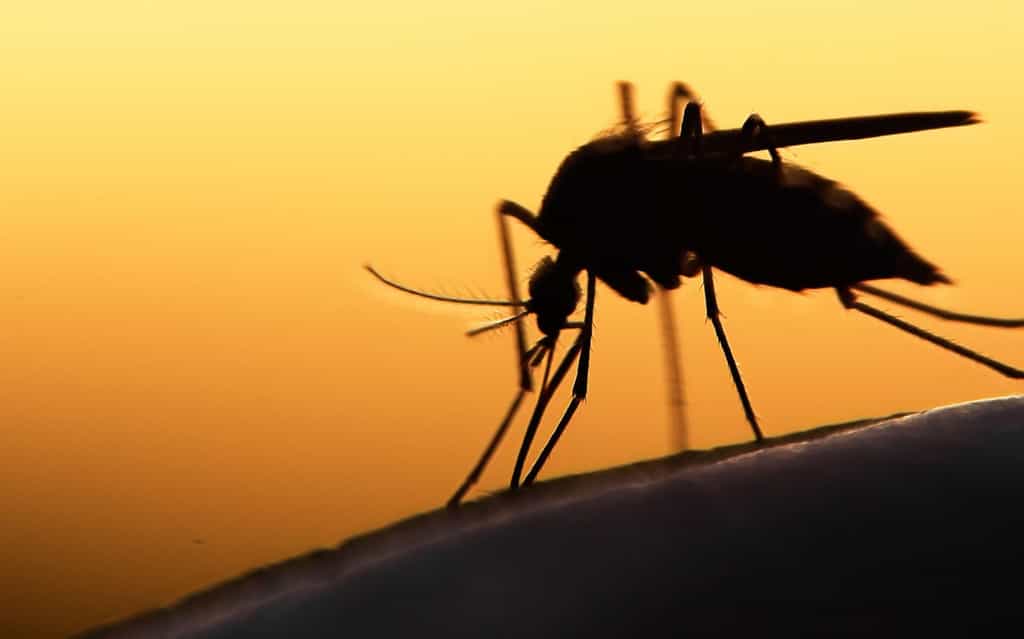 La plupart des espèces de moustiques sont nocturnes. © mycteria, Shutterstock
