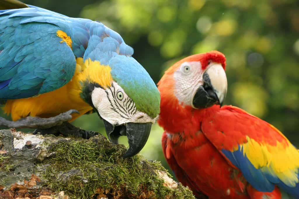 Le perroquet, la perruche, l’ara ou le toui font partie de la même famille des Psittacidés. © Herby Me, Adobe Stock