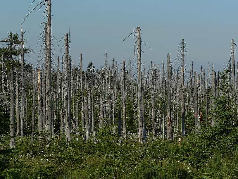 Les séquelles d’une pluie acide dans une forêt de la République Tchèque. © Nipik, Wikimédia domaine public