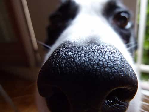 L’humidité de la truffe des chiens les aide à mieux percevoir les odeurs. © Monsieur Gordon CC by 2.0