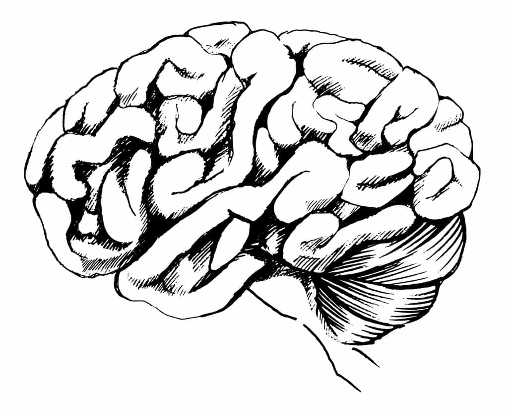 L'encéphale se compose de 3 parties. La plus connue est le cerveau, la principale, qu'on retrouve en avant. Juste derrière, en bas, on trouve le cervelet. Et entre le cerveau et la moelle épinière, on trouve le tronc cérébral. © Fotolia