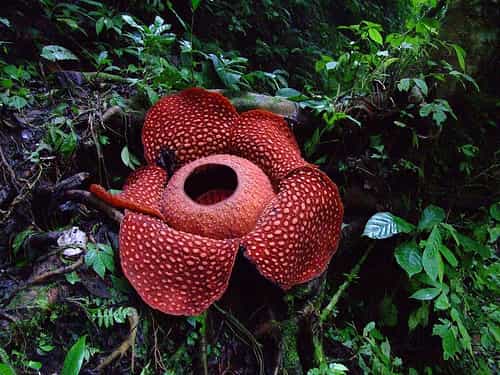 La rafflesia, la plus grande fleur du monde. Sans chlorophylle, ni racine, ni feuille, cette plante vit en parasite. © Tamara van Molken CC by-nc-nd 2.0