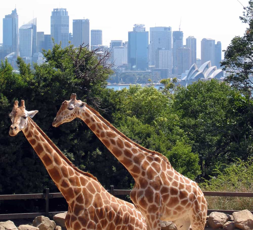 Parmi les grands zoos dans le monde, le zoo de Taronga (Sydney, Australie) accueille les animaux dans un milieu semi-naturel. © Jan Derk, Wikimedia Commons, DP