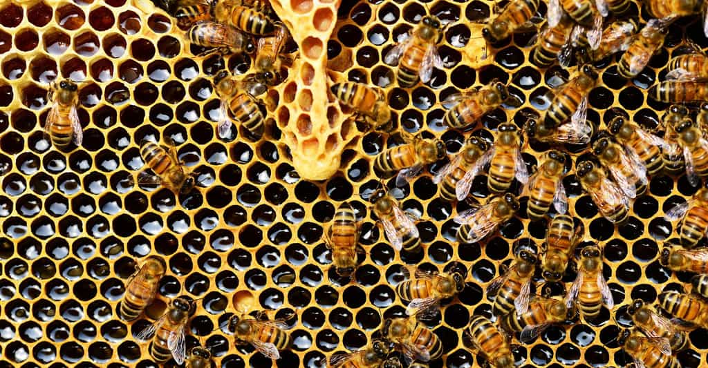 Les alvéoles d'une ruche.© PollyDot, Pixabay, DP