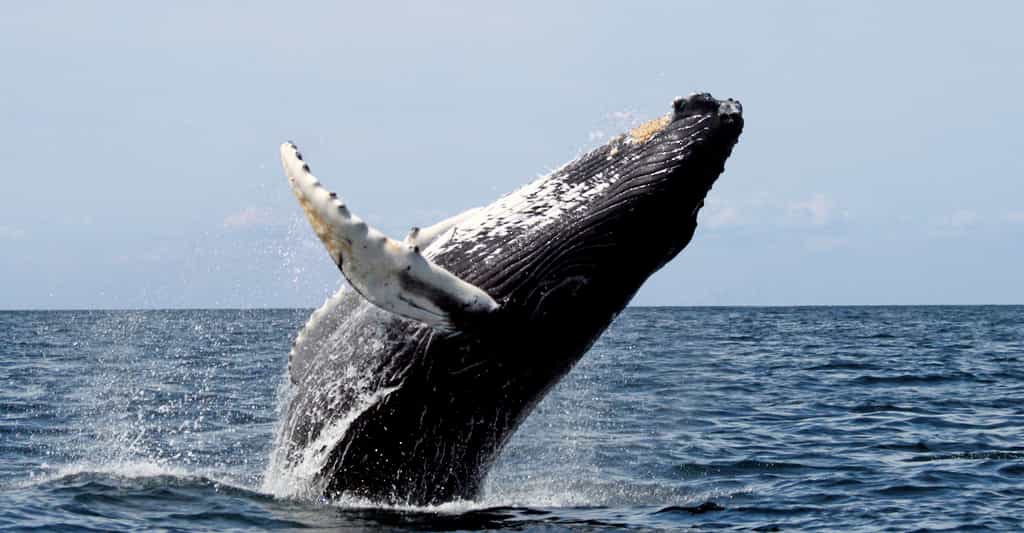 Le saut d'une baleine à bosse. © fotolia