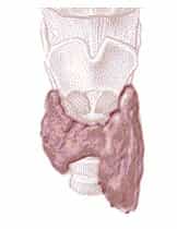 Le cancer de la thyroïde se détecte lors de l'apparition d'une masse au niveau du cou. © Redlinux, Wikimedia, GFDL 1.2