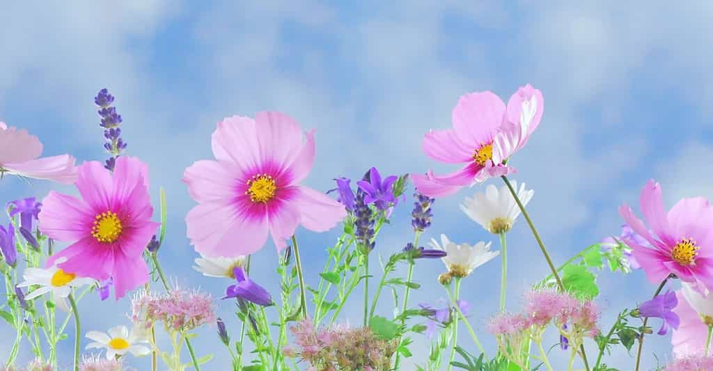 Cosmos et lavandin, les premières fleurs du printemps. © DreamyArt, Pixabay, DP