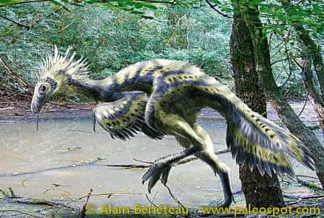 Caudipteryx. © Béneteau