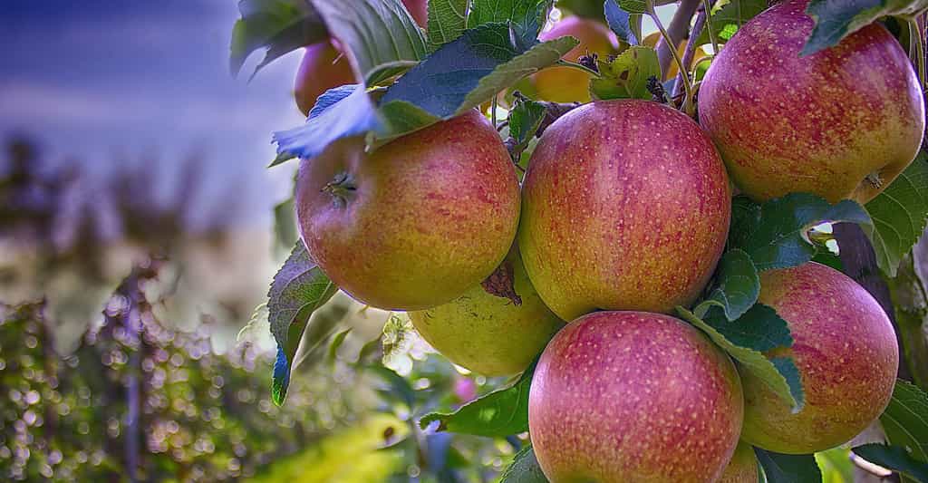 Délicieuses pommes rouges du verger. ©  MarcoRoosink, Pixabay, DP