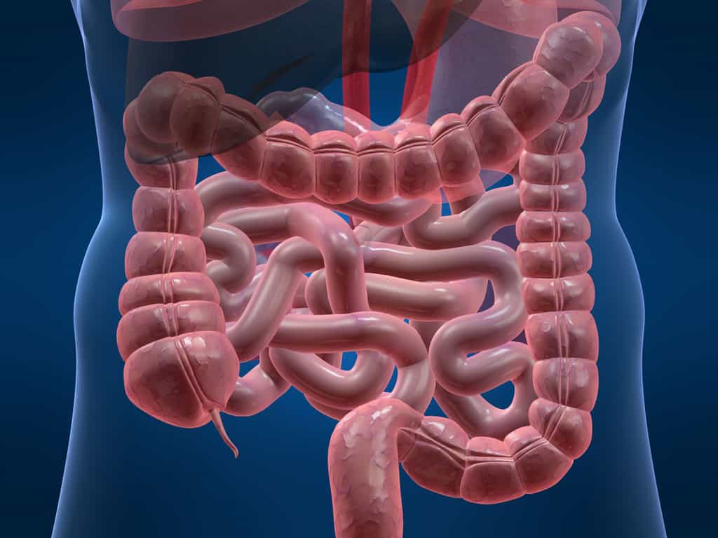 Un programme organisé de dépistage du cancer colorectal existe enfin en France depuis quelques années - Crédit : Sebastian Kaulitzk-Fotolia