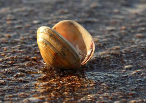 Les bivalves se caractérisent notamment par la forme et la couleur de leurs coquilles. © benjamine92, Flickr, cc by 2.0