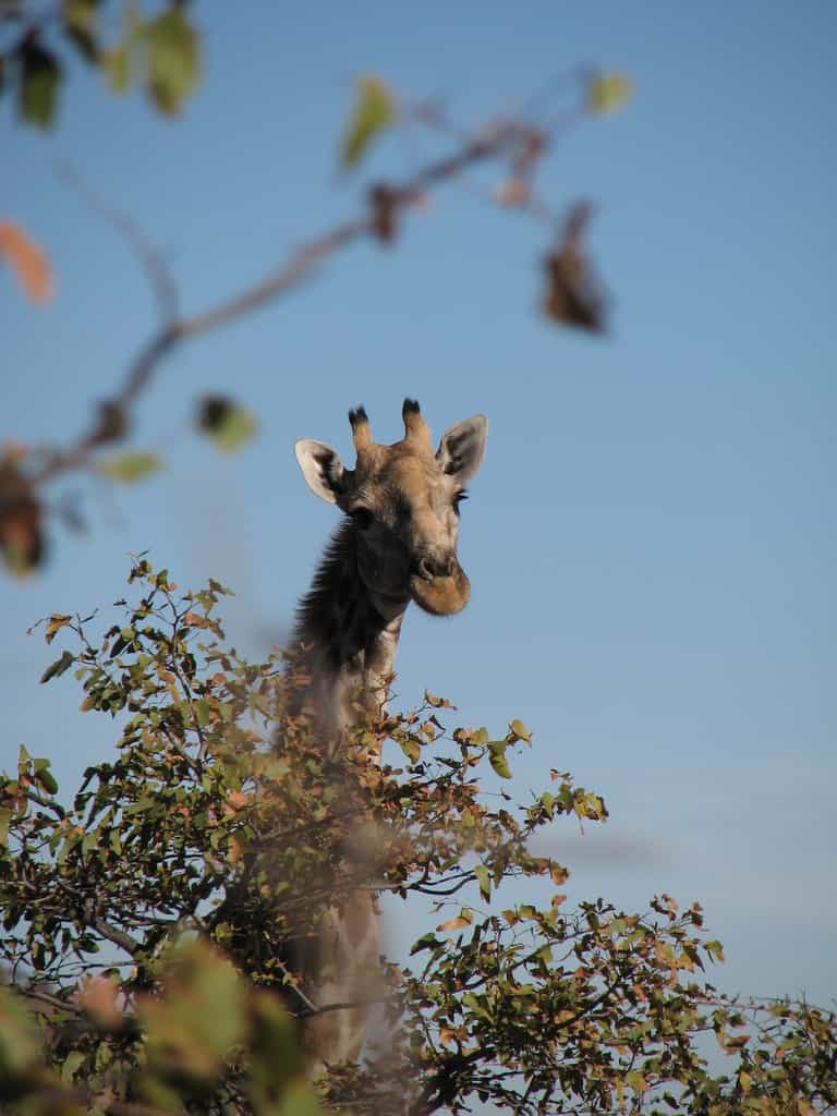 La girafe&nbsp;Giraffa camelopardalis&nbsp;est un ruminant, comme les vaches, pouvant atteindre une vitesse de 56 km/h en course. Son espérance de vie serait comprise entre 25 et 30 ans.&nbsp;© Ecololo, Flickr, CC by-nc-sa 2.0