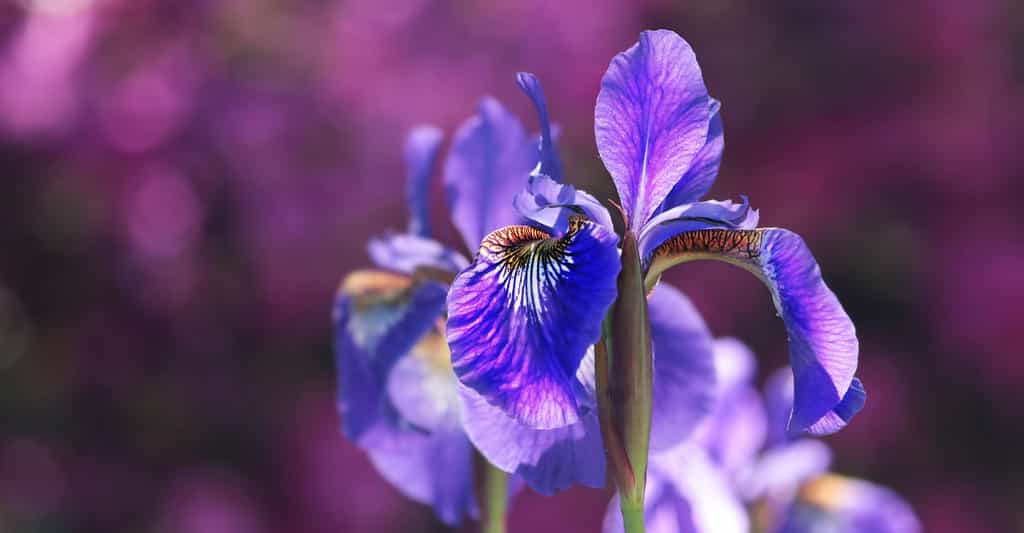 L'iris violet est très odorant. © Pixel2013, Pixabay, DP
