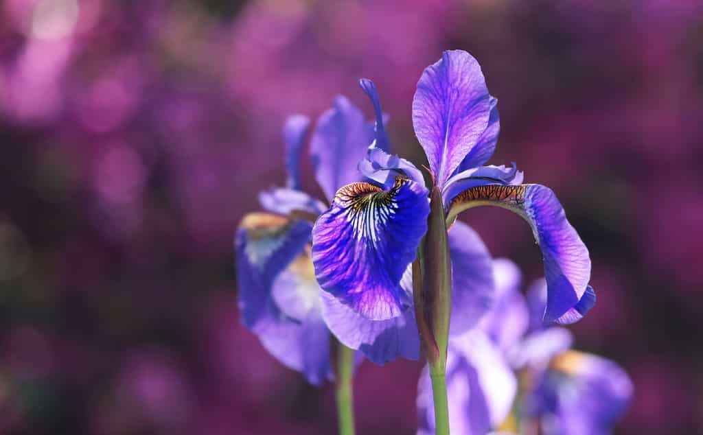 L'iris, roi du jardin ! © Pixels 2013, Pixabay, DP