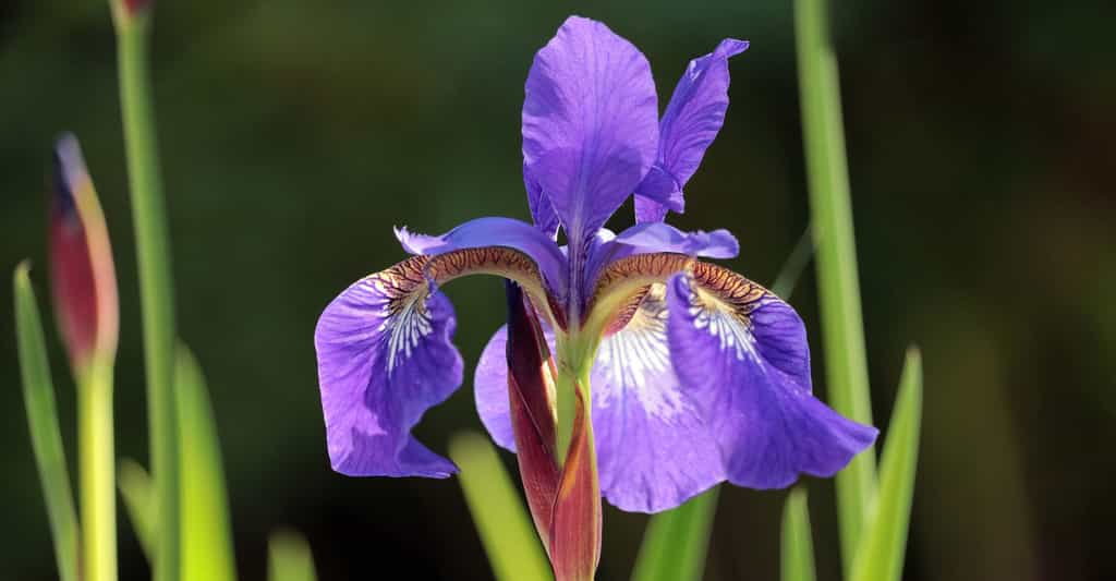 L'iris dont la palette de couleurs est irrésistible. © Pixel2013, Pixabay, DP