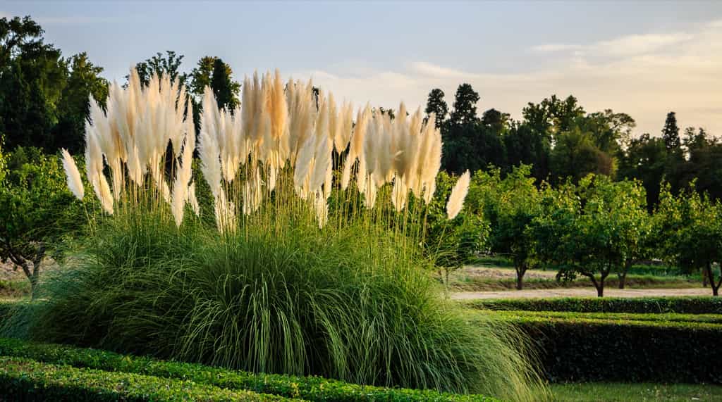 Graminées décoratives. Ici, les herbe de la pampa du Jardin du Prince d'Aranjuez, à Madrid en Espagne, patrimoine mondial de l'Unesco