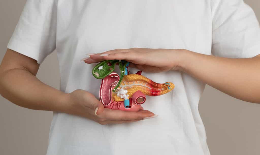 Le cancer du pancréas pourrait devenir la deuxième cause de mortalité par cancer en France d’ici 2030. ©filins, Adobe Stock