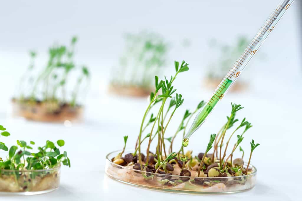 Une plante transgénique a vu son patrimoine génétique modifié de façon artificielle par l'Homme. © JPC-PROD, Adobe Stock