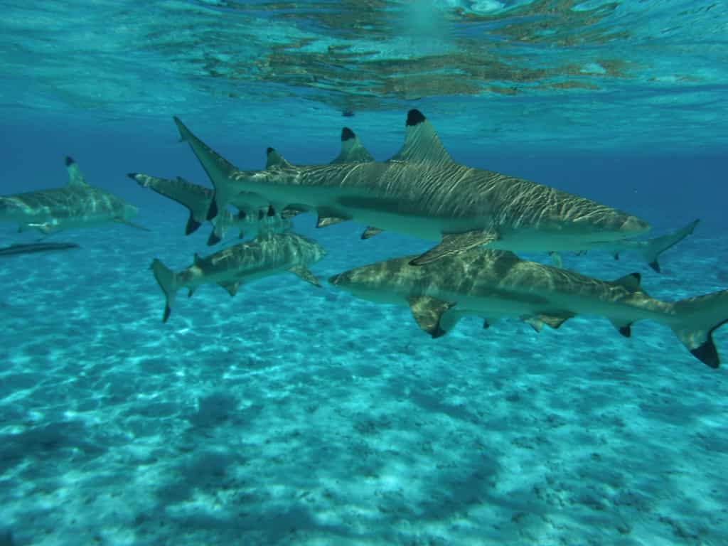 Requins à pointes noires à Bora Bora. © Supertoff, Wikimedias Commons by-sa 3.0