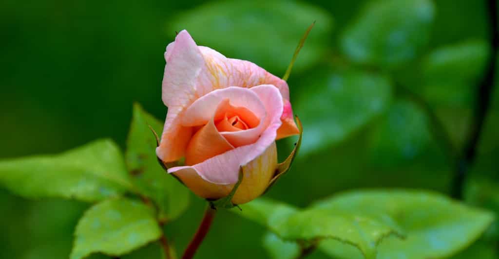 La délicate beauté d'une rose. © MLCG, Pixabay, Domaine Public