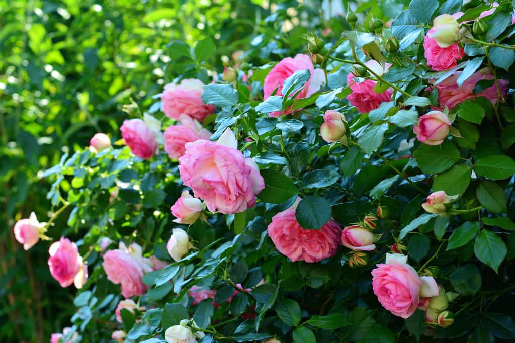 De nombreux rosiers portent des fleurs odorantes. © Congerdesign, Pixabay, DP