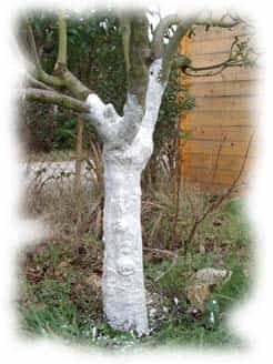 le chaulage donne un aspect blanc au tronc de l'arbre. Crédits DR.