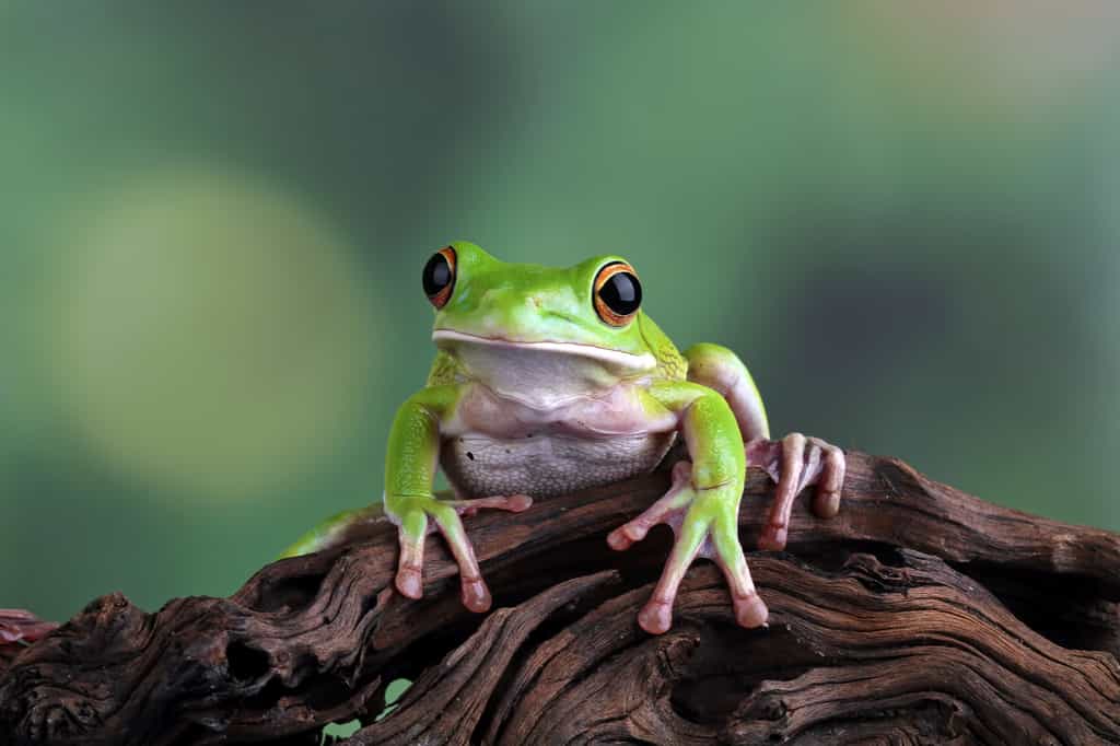 Les rainettes et les grenouilles sont des amphibiens faisant partie du même ordre, mais sont membres de familles différentes. © Agus, Adobe Stock