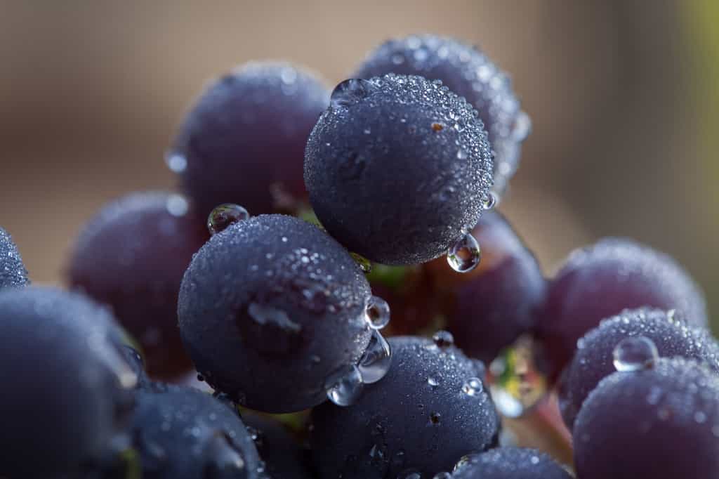 La peau des raisins contient du resvératrol. © svenaw, Fotolia