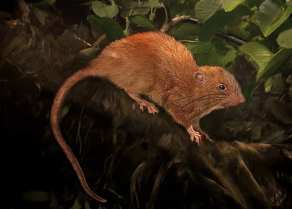 Un rat géant a été découvert aux îles Salomon. Ici, illustration de Uromys vika. © Velizar Simeonovski, The Field Museum