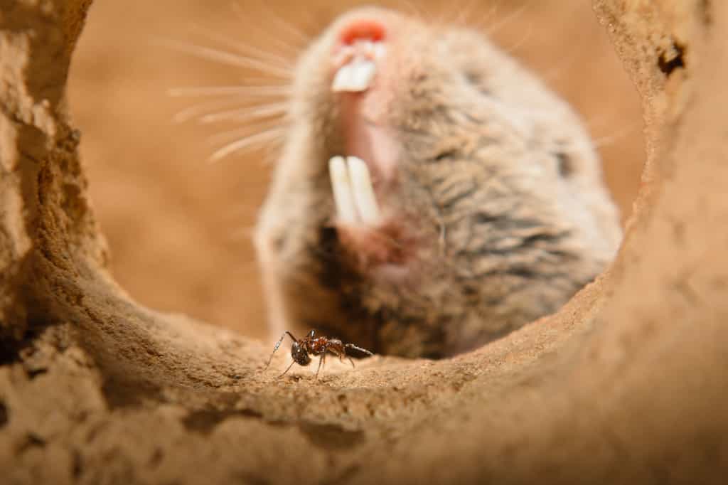 Le rat-taupe highveld est particulièrement résistant à la douleur. © Dewald Kleynhans, University of Pretoria