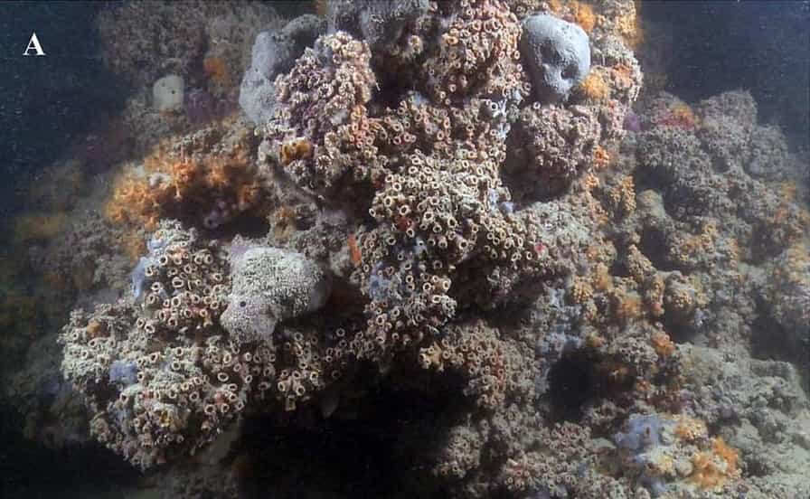 Photographie d'une portion du nouveau récif de corail identifié dans les eaux italiennes, qui est aussi le premier récif mésophotique découvert en Méditerranée. © Giuseppe Corriero et al, Nature Scientific Reports, 2019