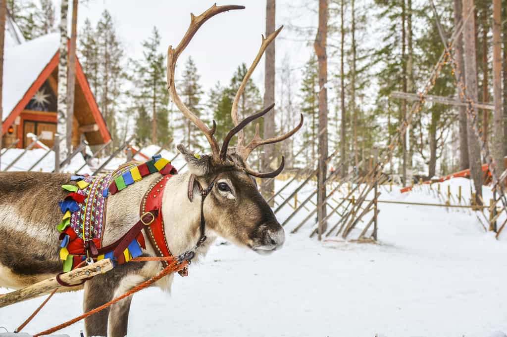 Les rennes tirent le traineau du père Noël. Les caribous, quant à eux, sont restés plus sauvages. © Medeya, Fotolia
