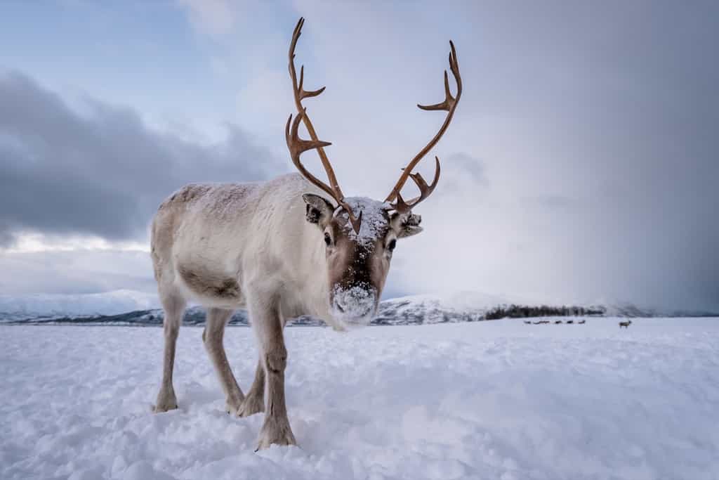 Comment font les rennes pour adapter leur vision à la nuit polaire ? © Pav-Pro Photography, Adobe Stock