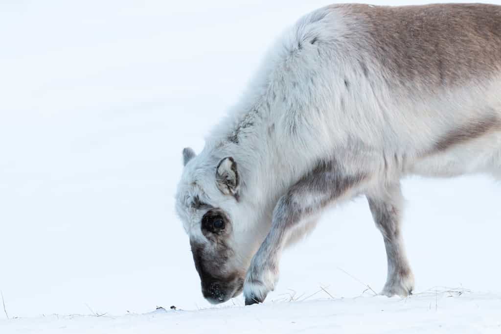En hiver, la toundra du Svalbard se revêt habituellement de lichen recouvert de neige, la nourriture saisonnière des rennes. Depuis au moins 1995, ceux-ci broutent de nouvelles arrivantes, les graminées. © Alexisaj, Adobe Stock