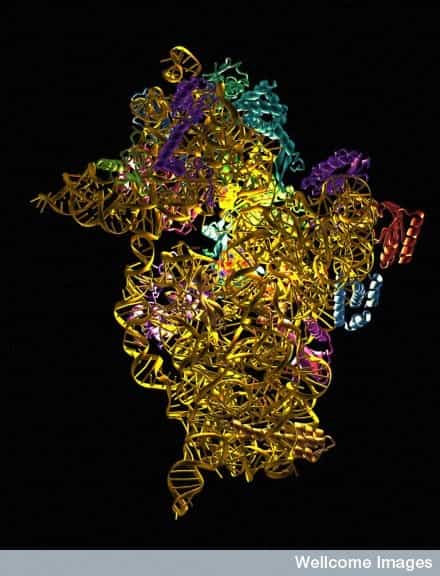 La compréhension de la structure du ribosome permet de mieux connaître les effets des antibiotiques lorsqu’ils se fixent à lui. © Wellcome Images, Flickr, CC by-nc-nd 2.0