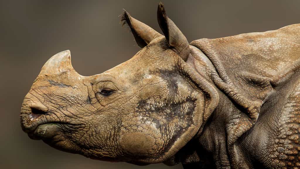 Le rhinocéros, un animal au poid impressionnant
