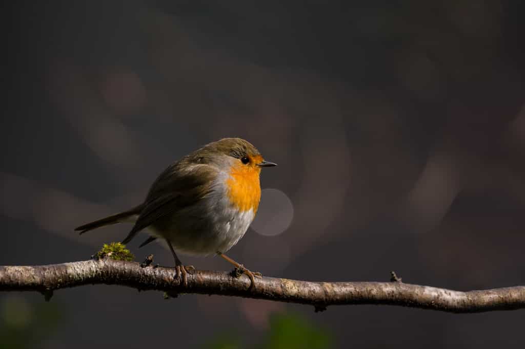De moins en moins d’oiseaux peuplent nos campagnes. © Marc Andreu, Fotolia