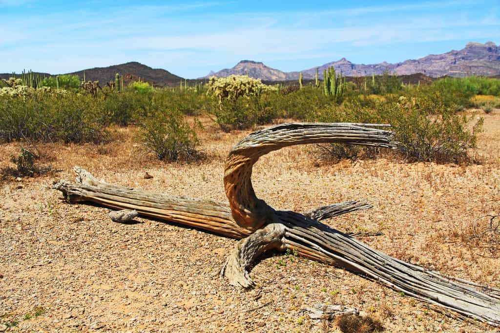 10 choses que vous ne savez (peut-être) pas sur les cactus de l'Arizona 