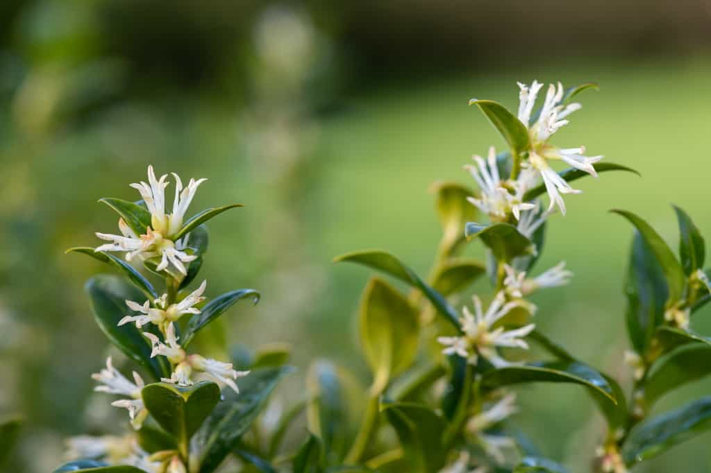 Petites fleurs hivernales de Sarcococca. © tom, Adobe Stock