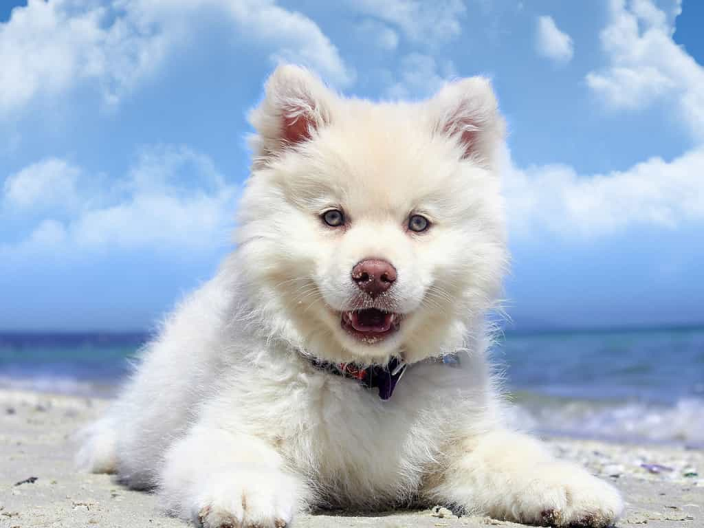 Chien finnois de Laponie, berger des troupeaux de rennes