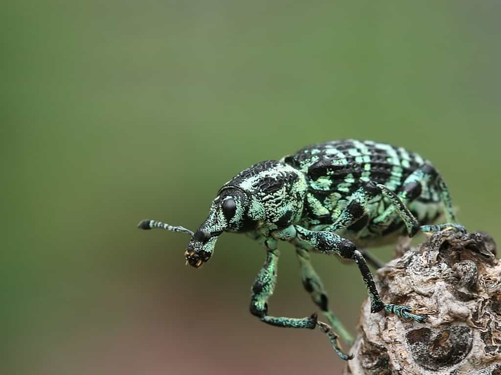 Chrysolopus spectabilis vit dans le sud-ouest de l'Australie