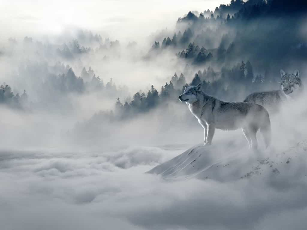 Dans les brumes de l'hiver, les loups observent